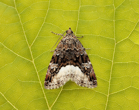 73.024 BF2410 Marbled White Spot Deltote pygarga