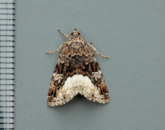 73.024 BF2410 Marbled White Spot Deltote pygarga