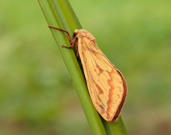 3.005 BF14 Ghost Moth Hepialus humuli