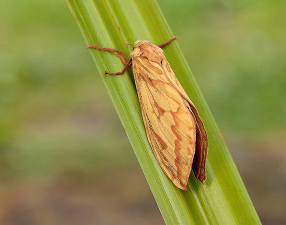 3.005 BF14 Ghost Moth Hepialus humuli