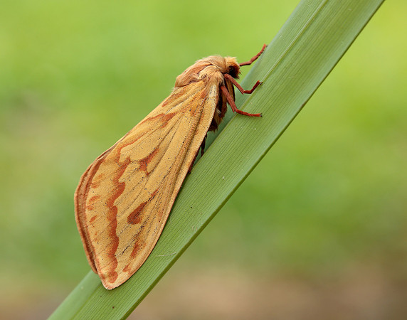 3.005 BF14 Ghost Moth Hepialus humuli