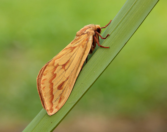 3.005 BF14 Ghost Moth Hepialus humuli