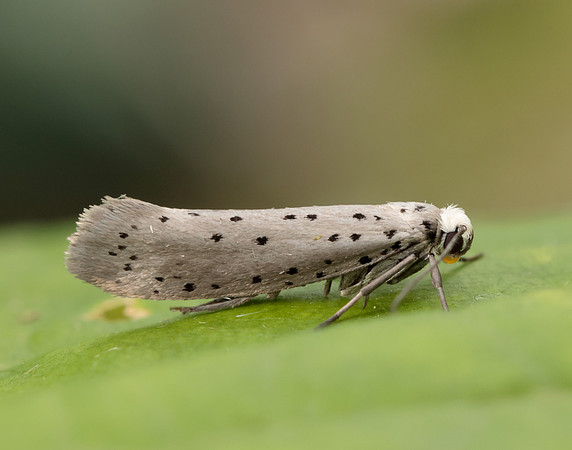 16.002 BF425 Orchard Ermine Yponomeuta padella