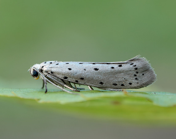 16.002 BF425 Orchard Ermine Yponomeuta padella