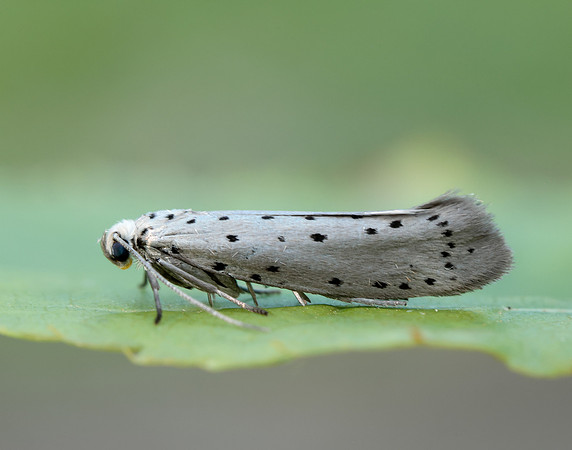 16.002 BF425 Orchard Ermine Yponomeuta padella