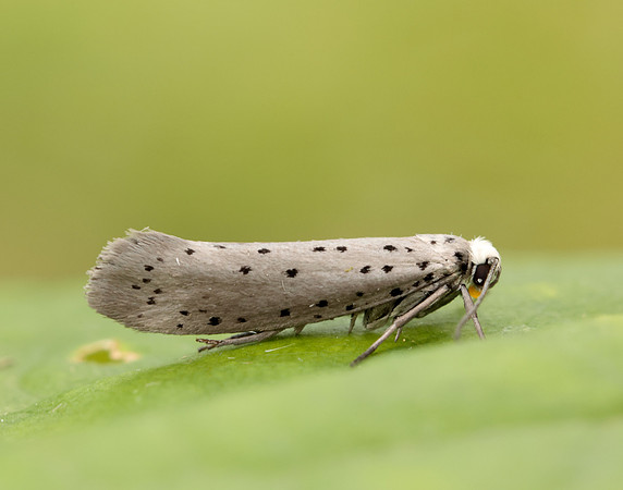 16.002 BF425 Orchard Ermine Yponomeuta padella