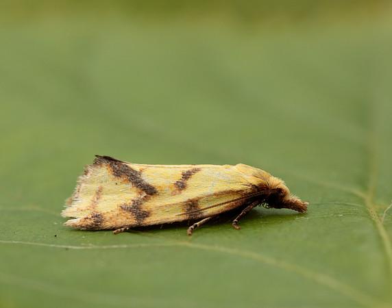 49.109 BF937 Agapeta hamana