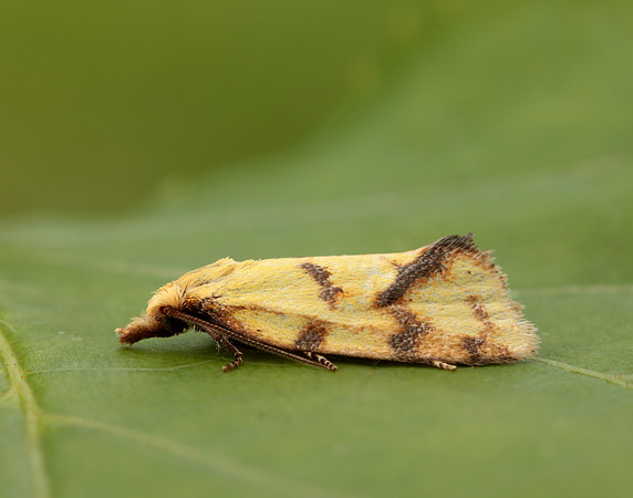 49.109 BF937 Agapeta hamana