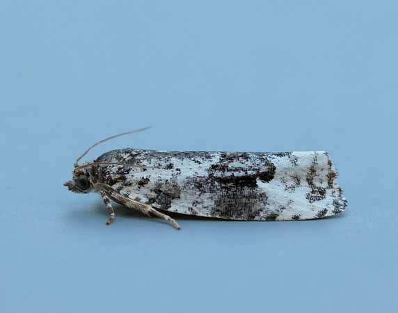 49.149 BF1092 Apotomis turbidana