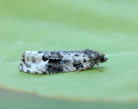 49.149 BF1092 Apotomis turbidana