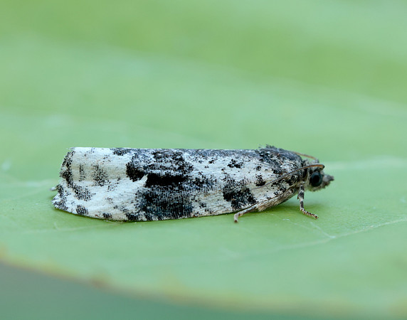49.149 BF1092 Apotomis turbidana