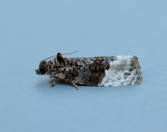 49.150 BF1093 Apotomis betuletana