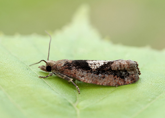 49.231 BF1155 Epinotia brunnichana