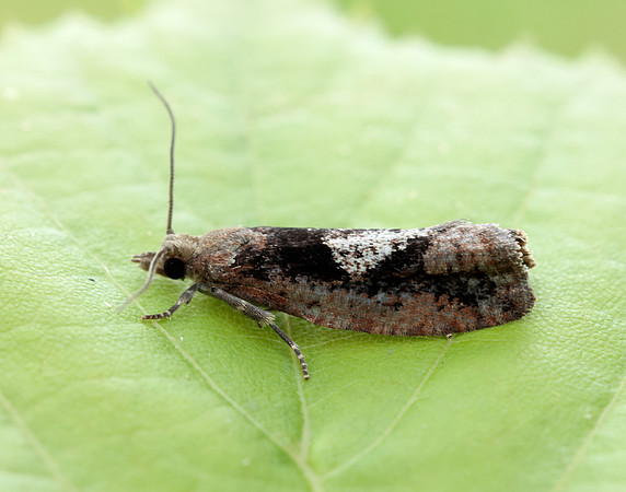 49.231 BF1155 Epinotia brunnichana