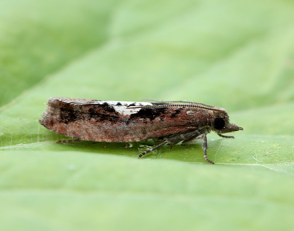 49.231 BF1155 Epinotia brunnichana