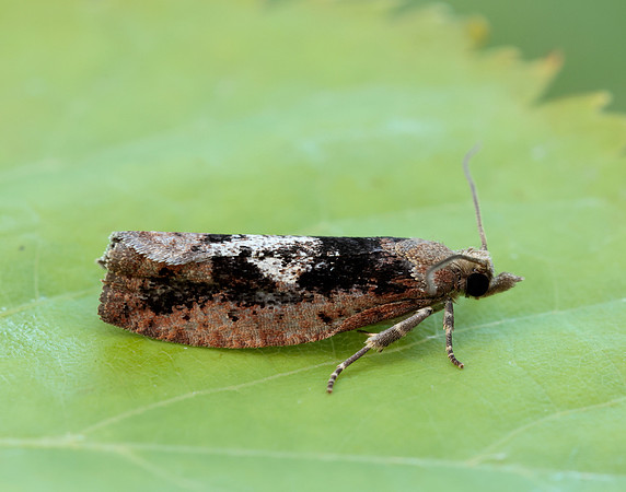 49.231 BF1155 Epinotia brunnichana