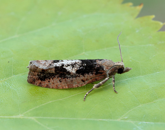 49.231 BF1155 Epinotia brunnichana
