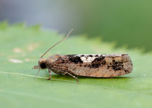 49.231 BF1155 Epinotia brunnichana