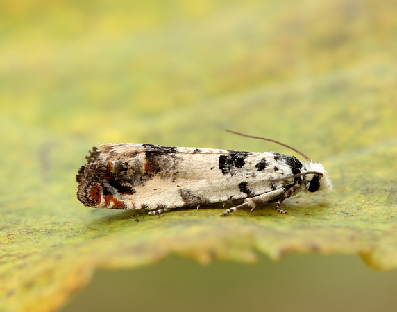 49.269 BF1197 Eucosma campoliliana