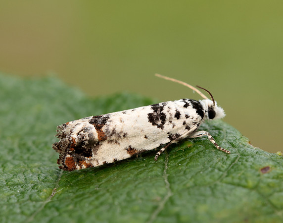 49.269 BF1197 Eucosma campoliliana