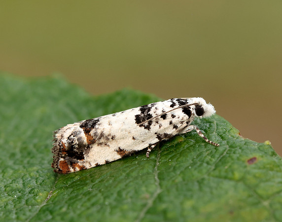 49.269 BF1197 Eucosma campoliliana