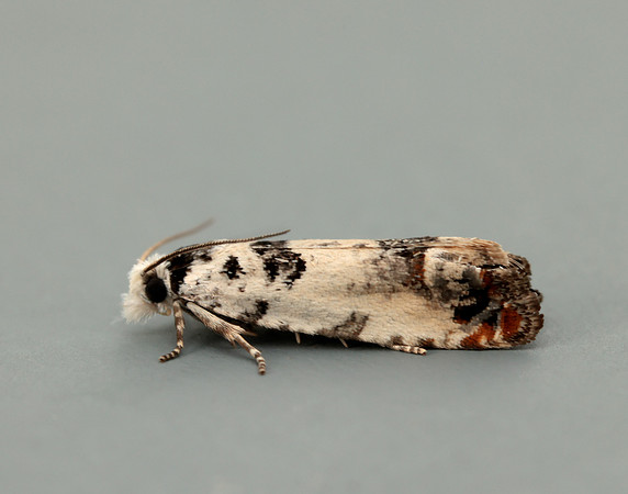 49.269 BF1197 Eucosma campoliliana