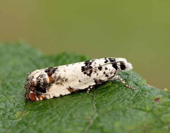 49.269 BF1197 Eucosma campoliliana