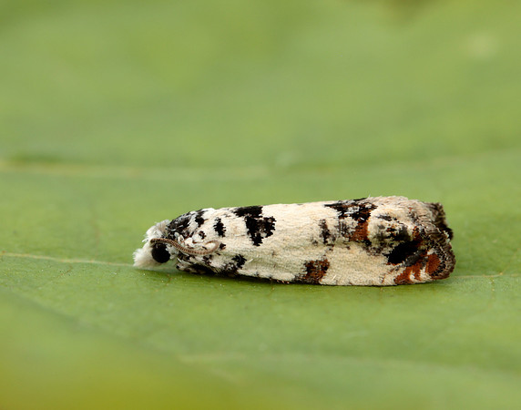 49.269 BF1197 Eucosma campoliliana