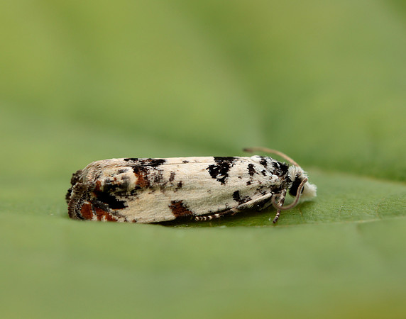 49.269 BF1197 Eucosma campoliliana