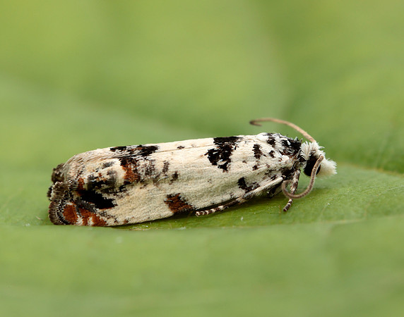 49.269 BF1197 Eucosma campoliliana