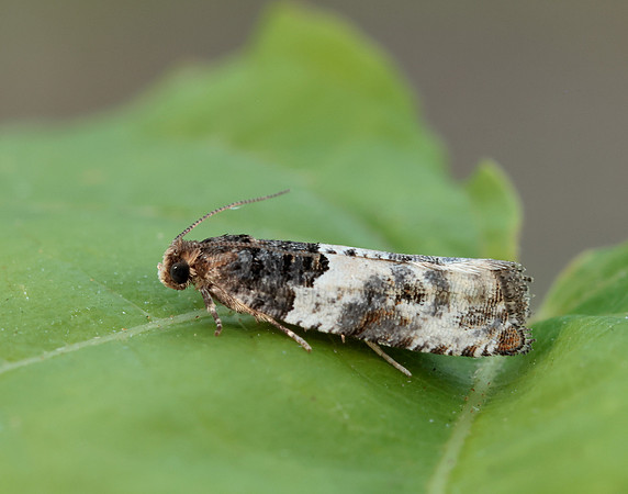 49.279 BF1169 Gypsonoma dealbana