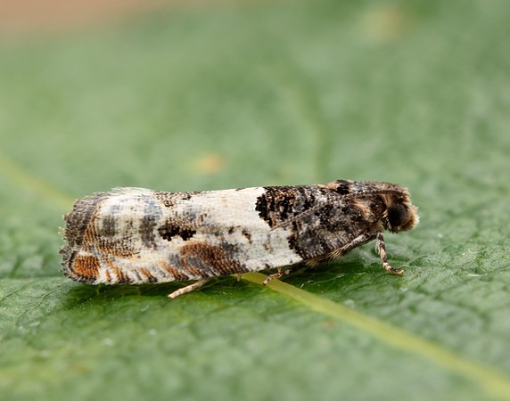 49.279 BF1169 Gypsonoma dealbana
