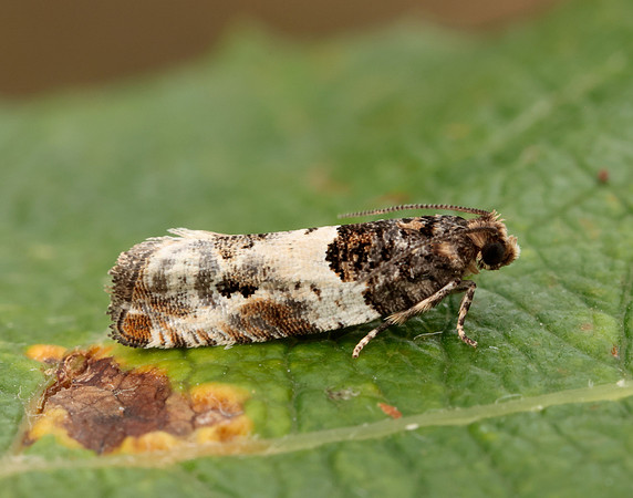 49.279 BF1169 Gypsonoma dealbana