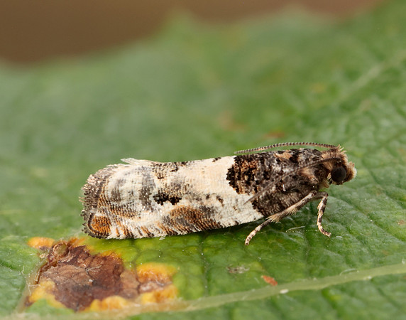 49.279 BF1169 Gypsonoma dealbana
