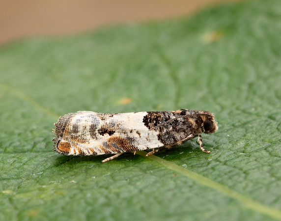 49.279 BF1169 Gypsonoma dealbana