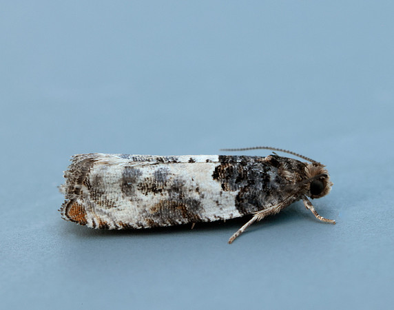 49.279 BF1169 Gypsonoma dealbana
