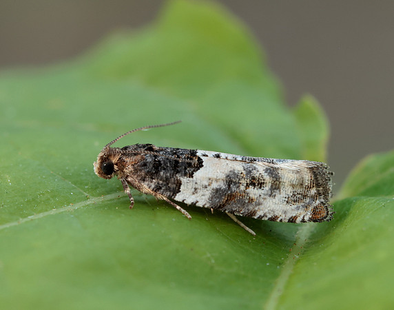 49.279 BF1169 Gypsonoma dealbana
