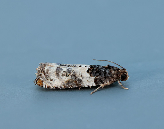 49.279 BF1169 Gypsonoma dealbana