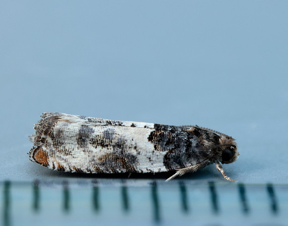 49.279 BF1169 Gypsonoma dealbana