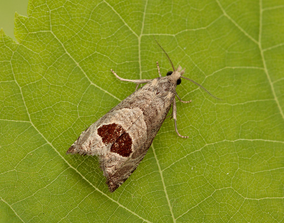 49.294 BF1175 Bramble Shoot Moth Notocelia uddmanniana