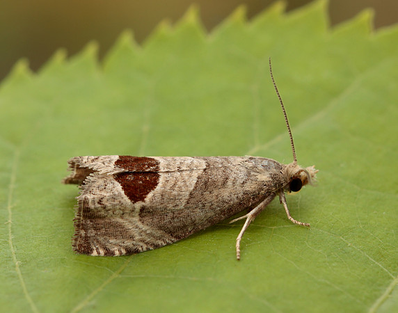 49.294 BF1175 Bramble Shoot Moth Notocelia uddmanniana