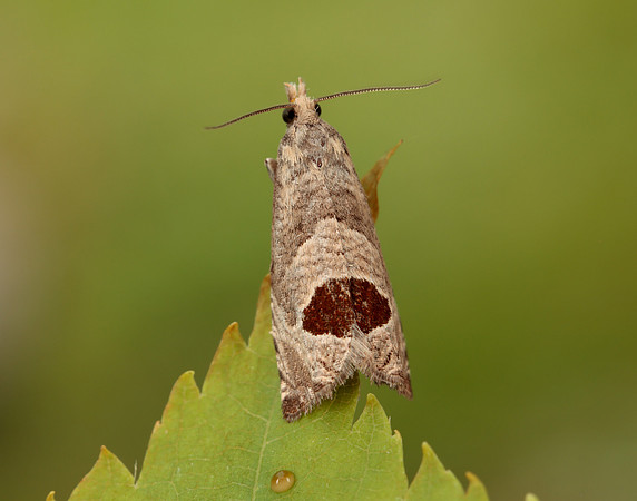 49.294 BF1175 Bramble Shoot Moth Notocelia uddmanniana