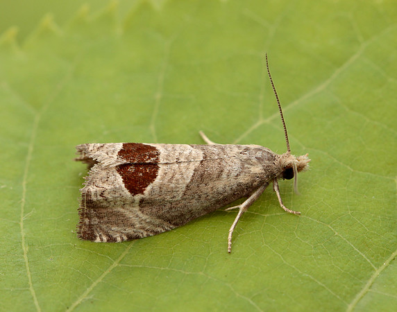 49.294 BF1175 Bramble Shoot Moth Notocelia uddmanniana