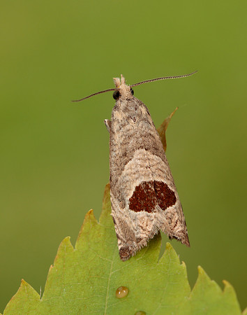 49.294 BF1175 Bramble Shoot Moth Notocelia uddmanniana