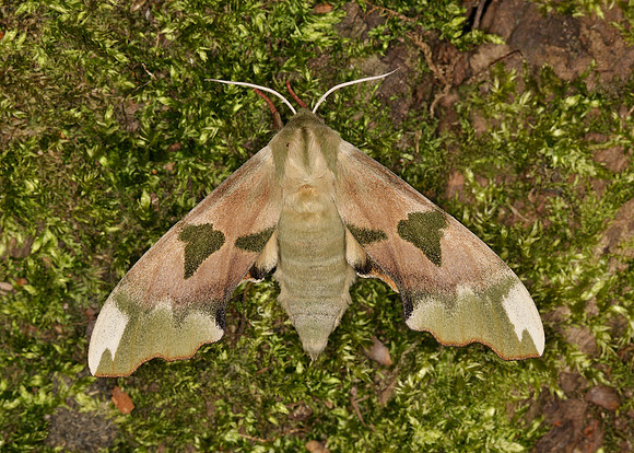 69.001 BF1979 Lime Hawk-moth Mimas tiliae