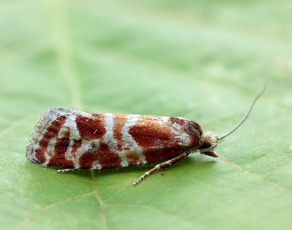 49.306 BF1211 Rhyacionia pinicolana