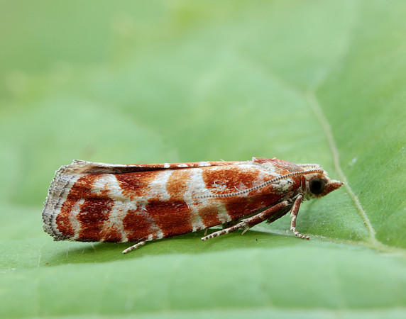 49.306 BF1211 Rhyacionia pinicolana