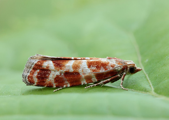 49.306 BF1211 Rhyacionia pinicolana