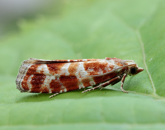 49.306 BF1211 Rhyacionia pinicolana