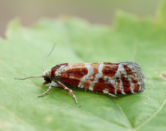 49.306 BF1211 Rhyacionia pinicolana